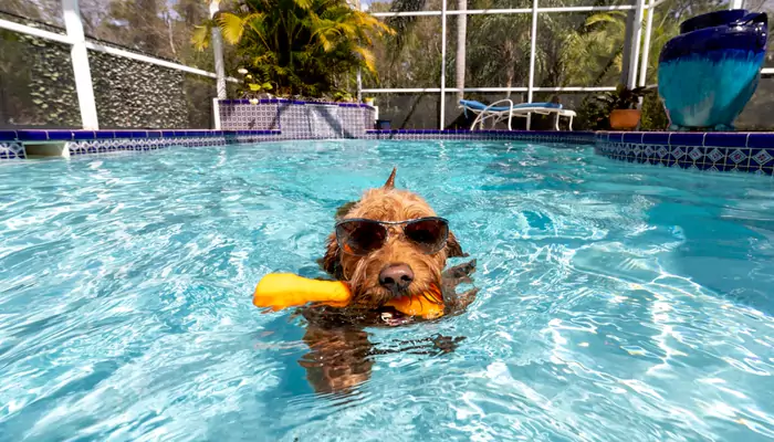 What to consider before taking your dog for a swim